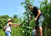 Gestão Participativa da Arborização