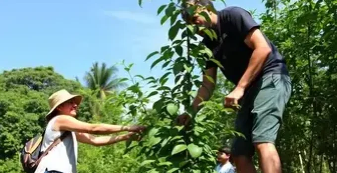 Gestão Participativa da Arborização