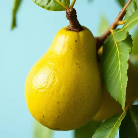 cambuci
