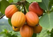 Cambuci em São Bernardo