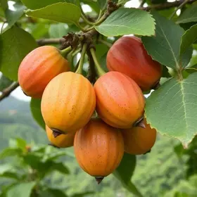 Cambuci em São Bernardo