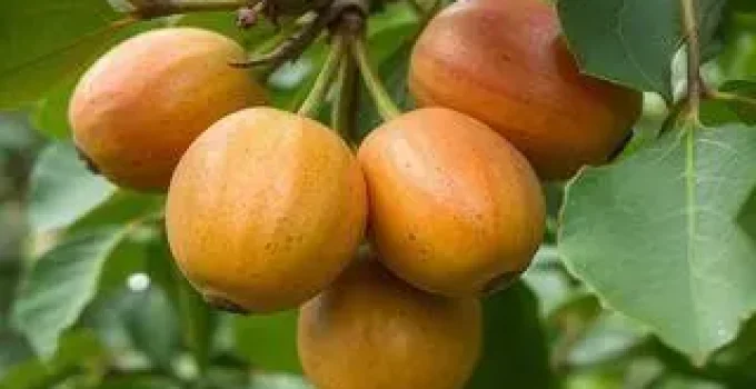 Cambuci
