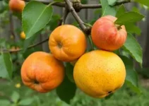 frutas brasileiras
