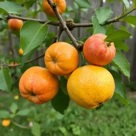 frutas brasileiras