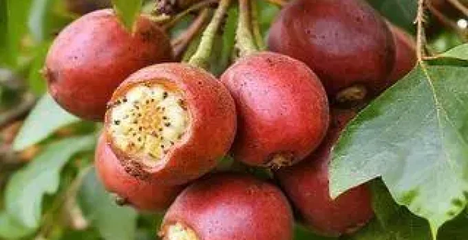 jabuticaba